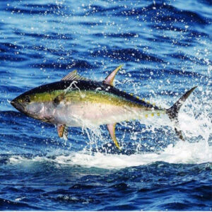 Gallery from Offshore Tour & Sunset Tour